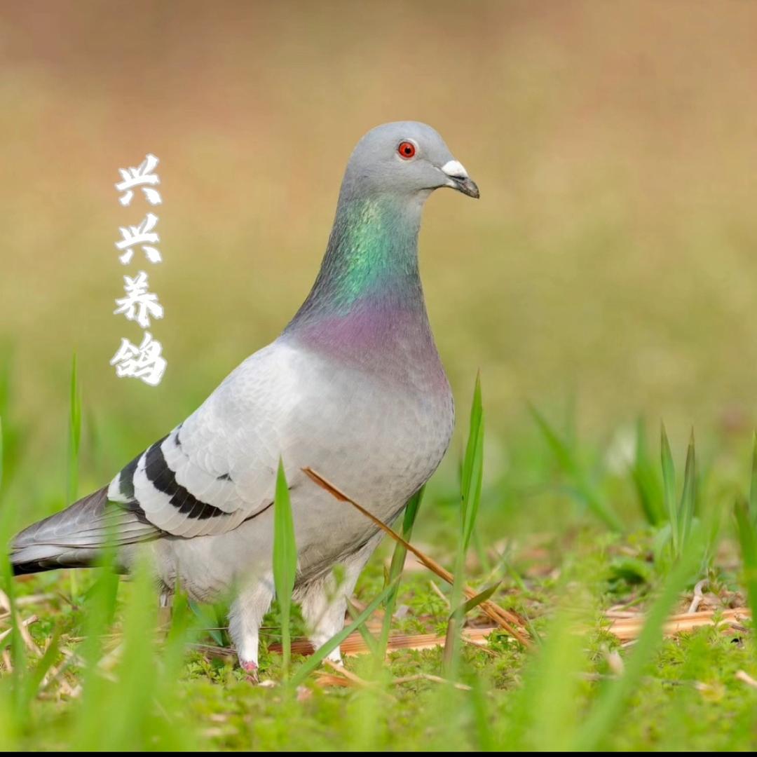 兴兴谈养殖