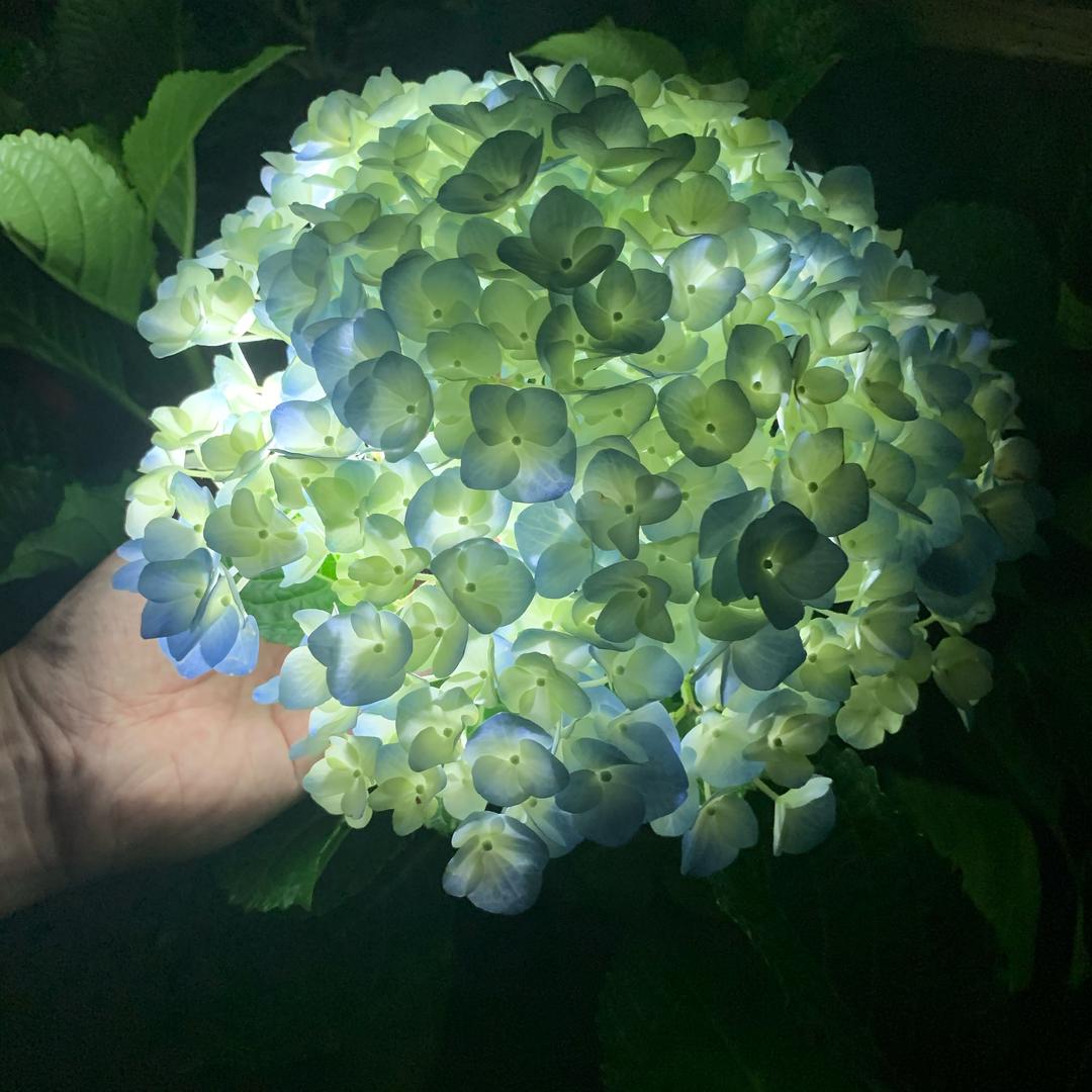 小强的花卉