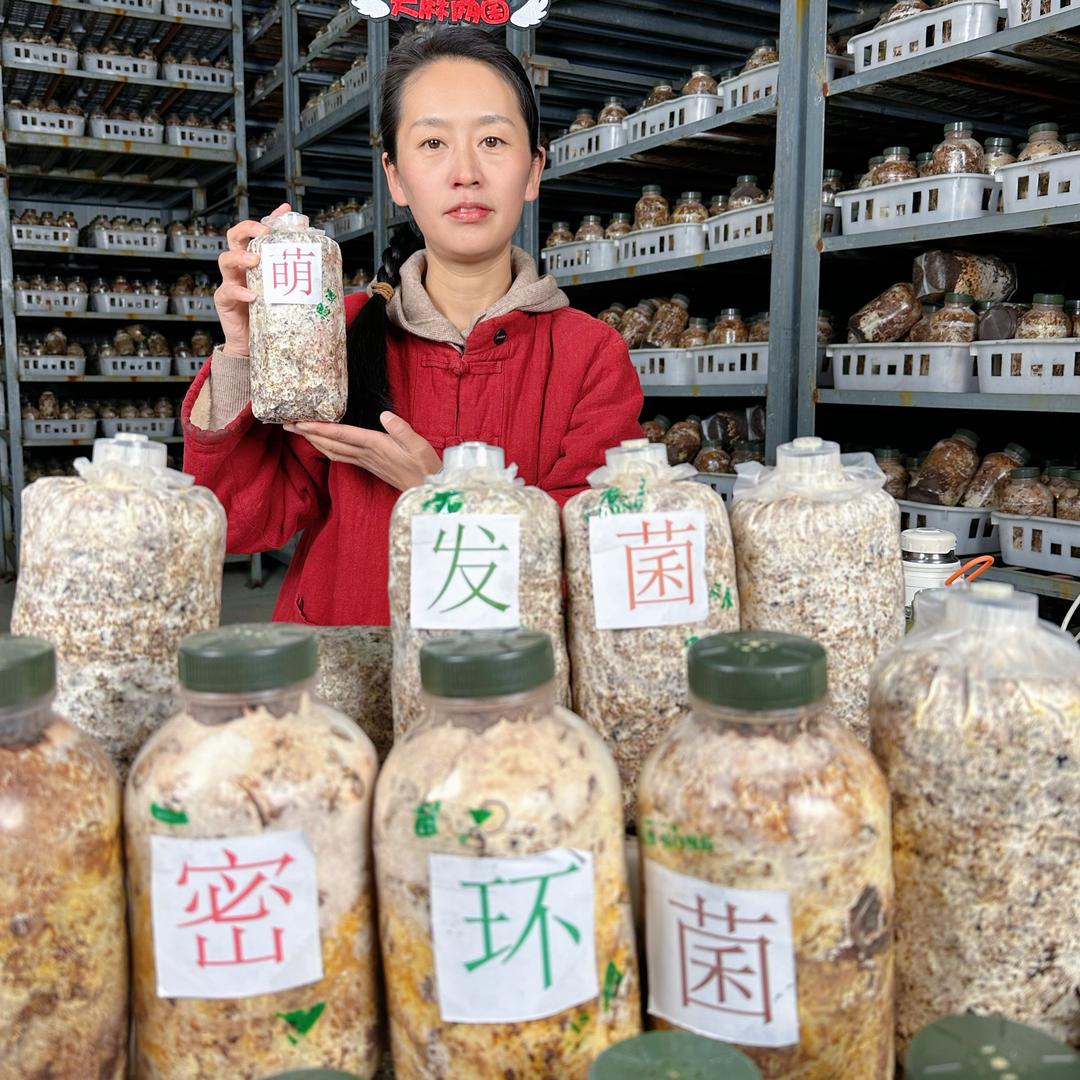 天麻老菌（思远霞姐 密环菌 萌发菌