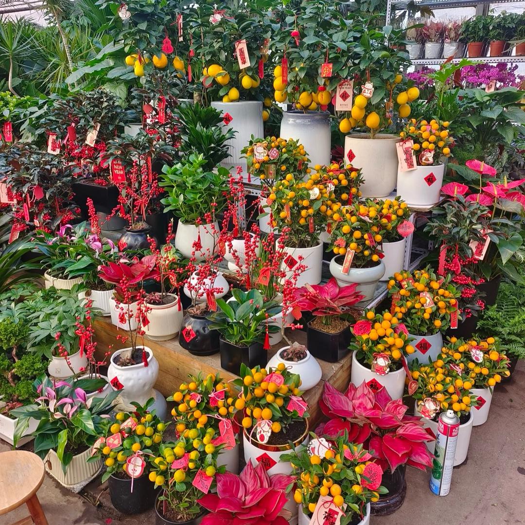 花先生绿植花卉基地