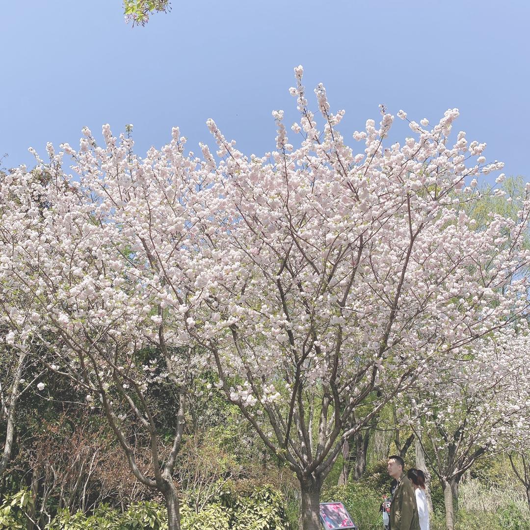 向日葵🌻的约定