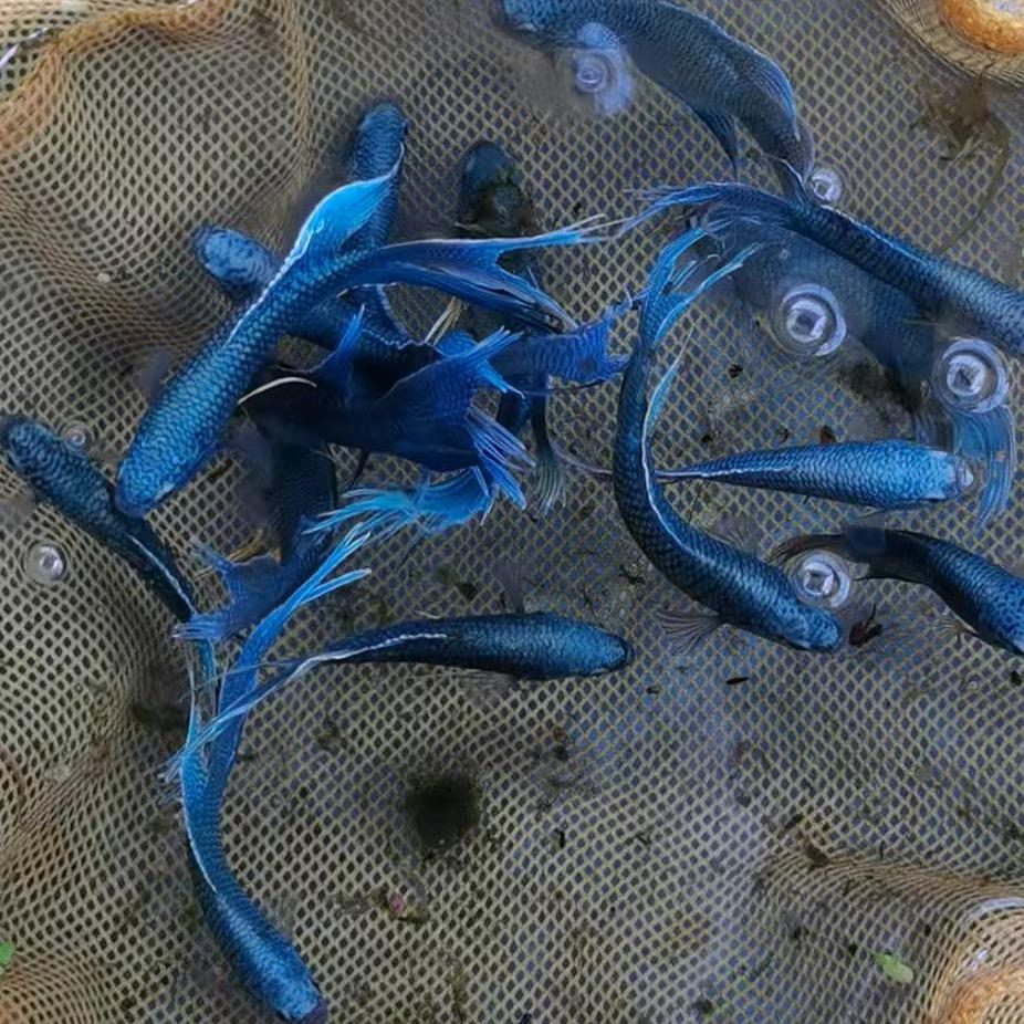 田里有鱼🐟