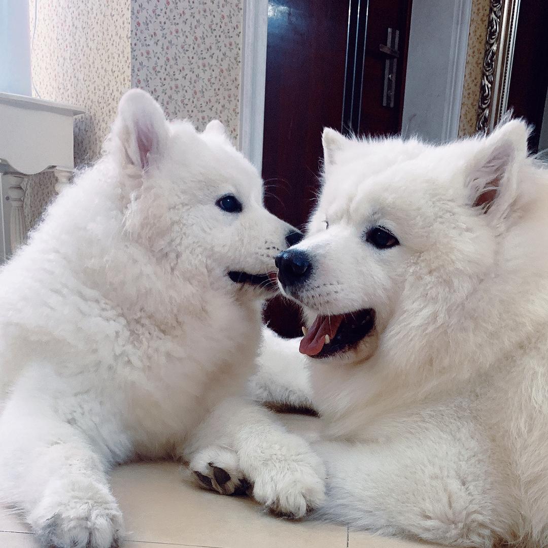 元宝🐶—妞妞🐶