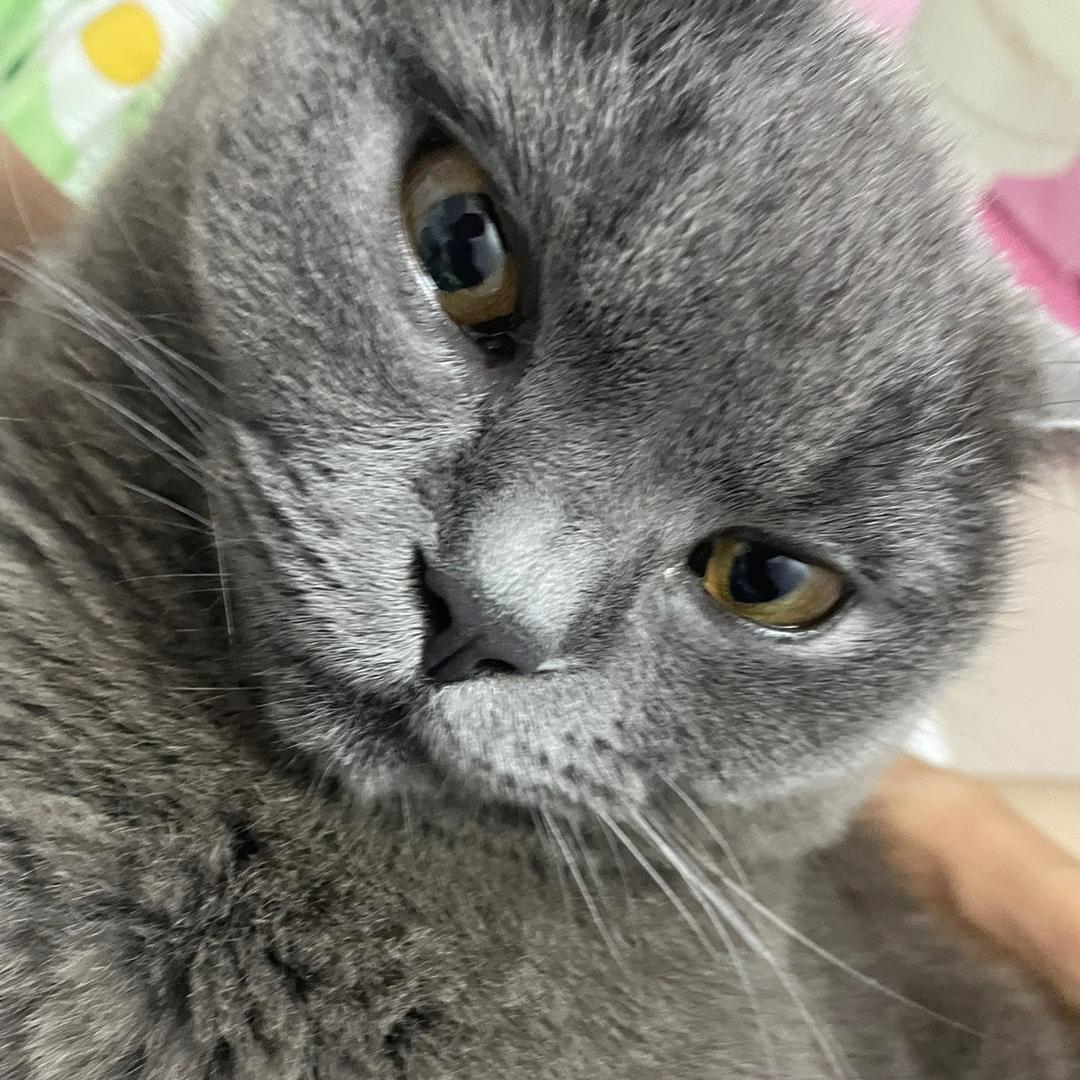 卡布丁是只大肥猫