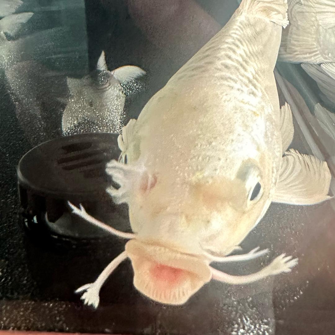 小宝蝴蝶鲤日记