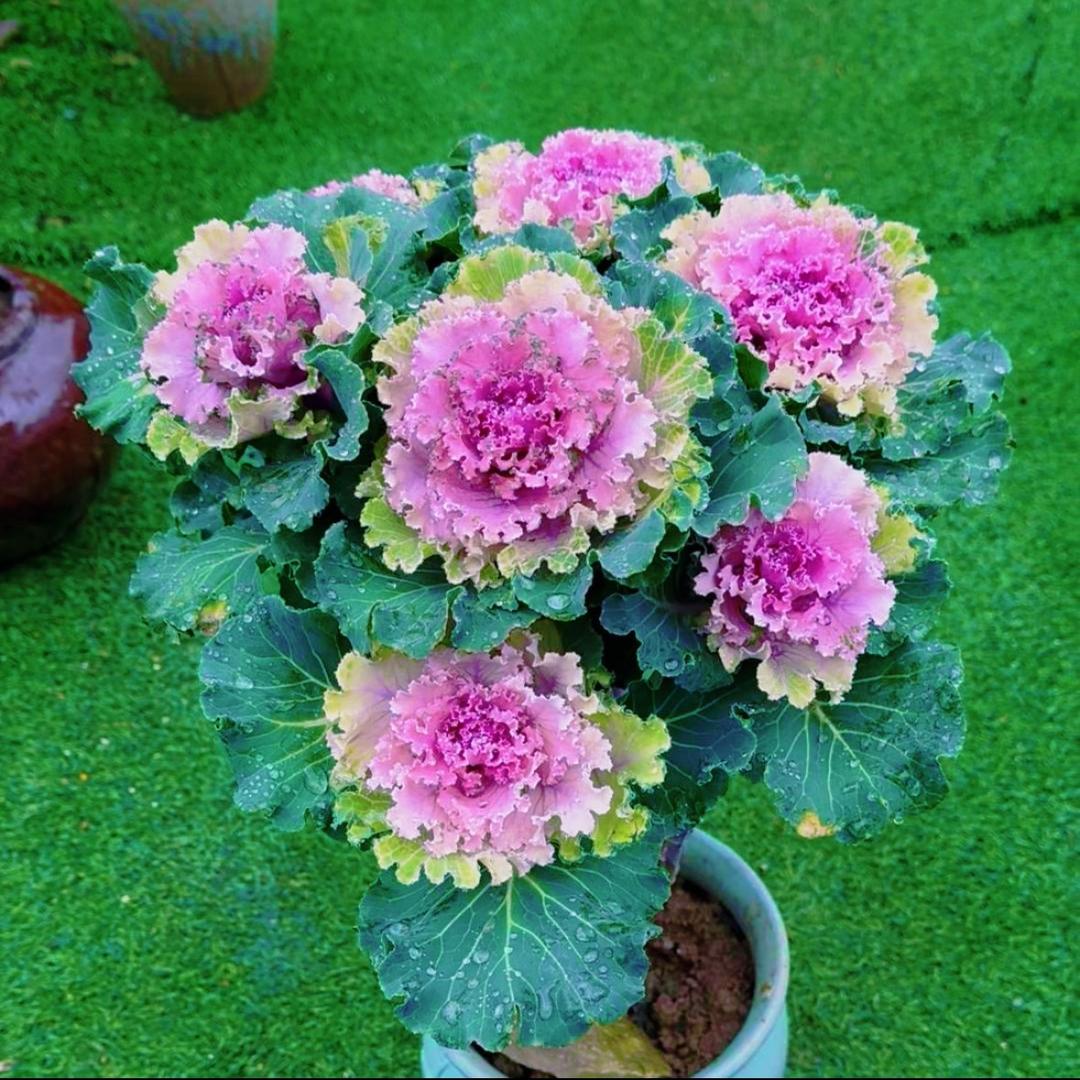 苏苏养花