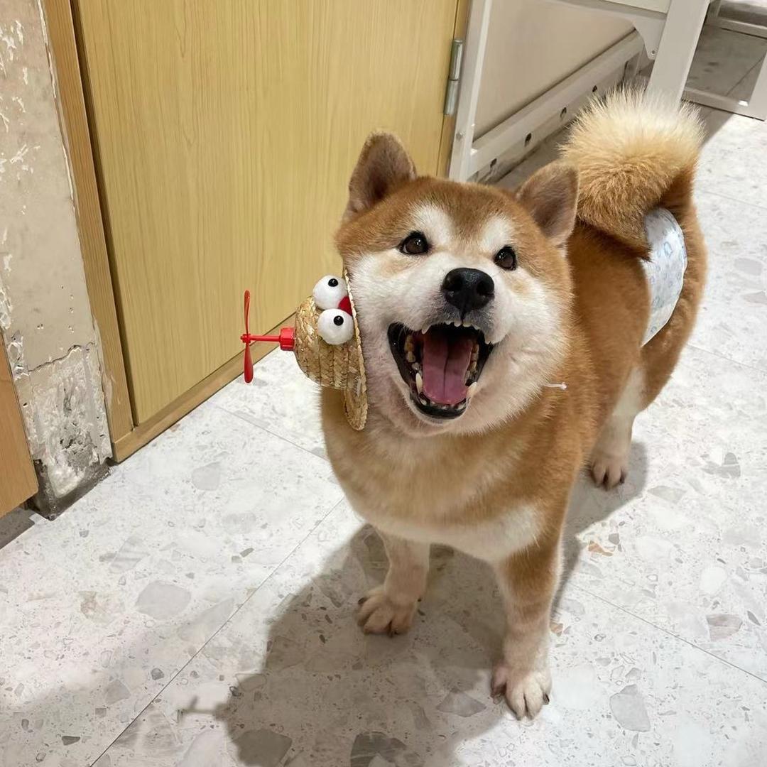 柴犬大爷丰川炫龙（退休版）