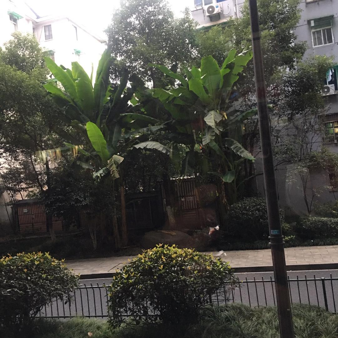 潇潇