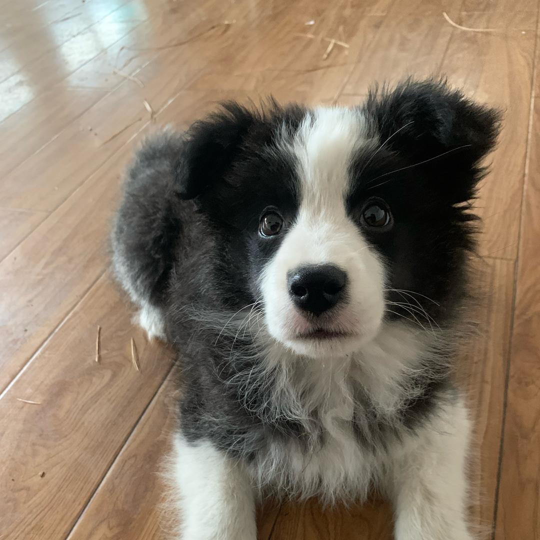 云城边牧犬舍