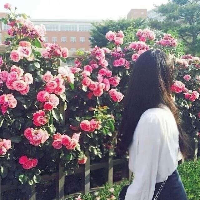 白鸽花园