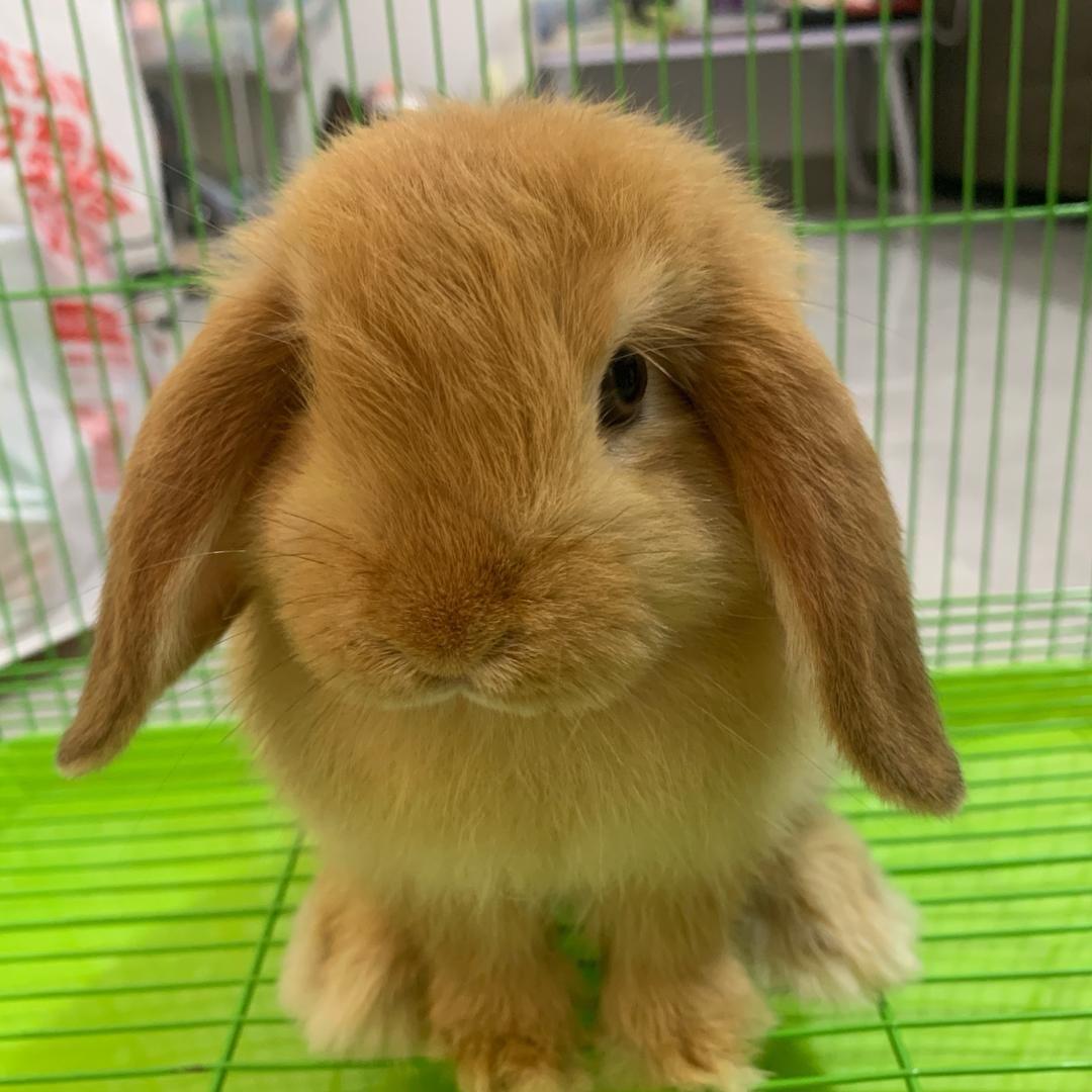 非非非常可爱的小兔我有一堆（出小🐰版）