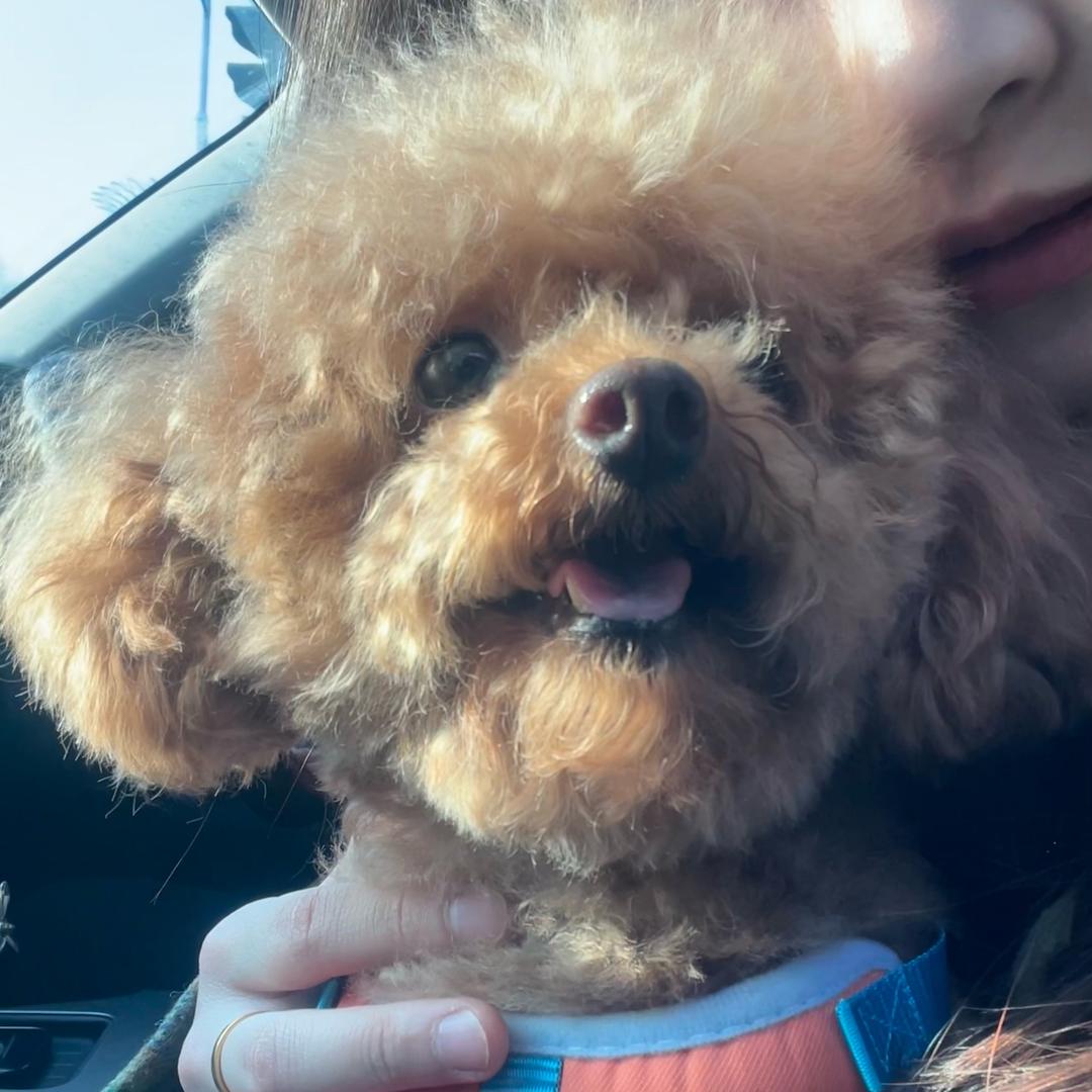 艾咪是只心机汪🐶