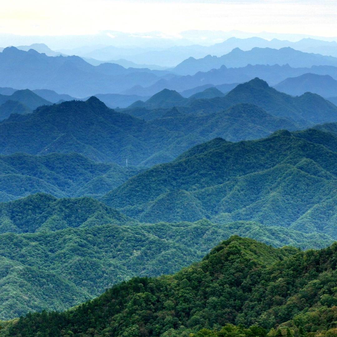 秦岭乐乐的蜂蜜