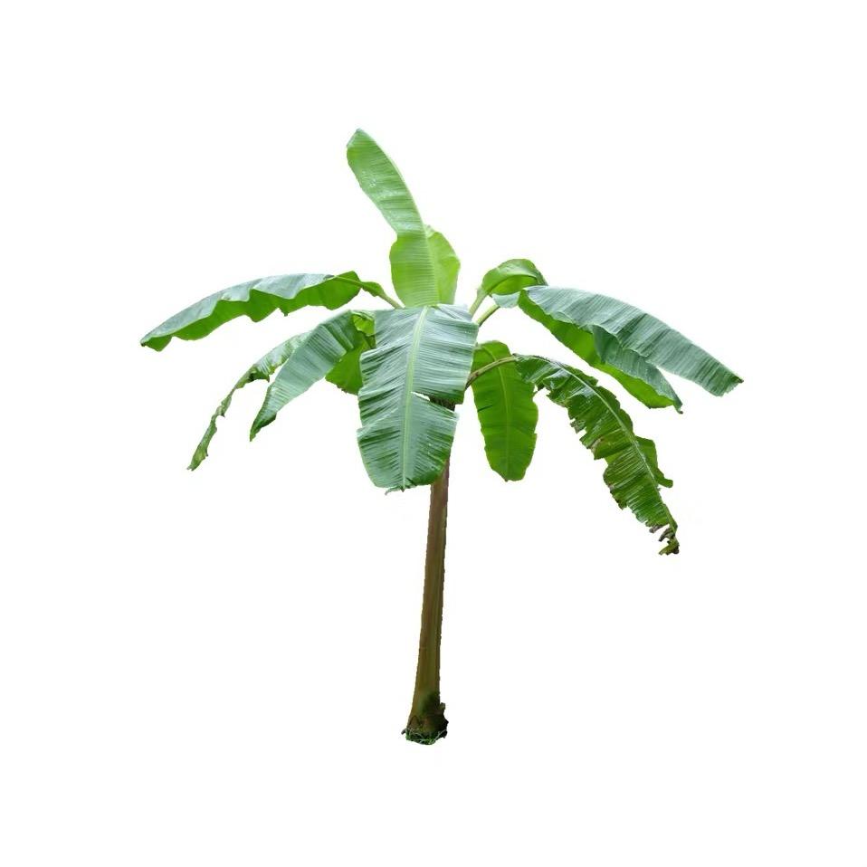我是树🥕