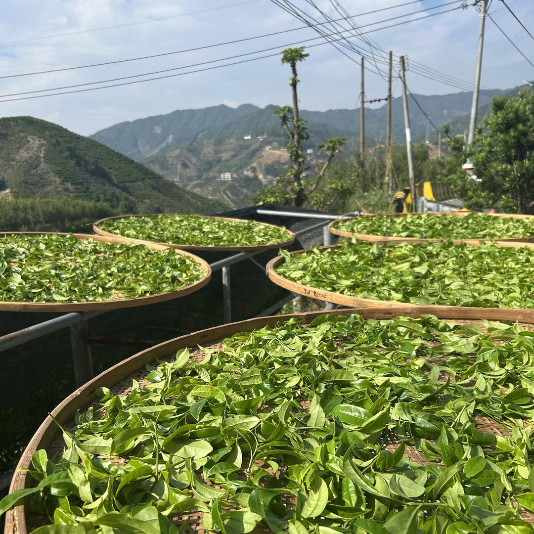 金薇单丛茶源头茶厂