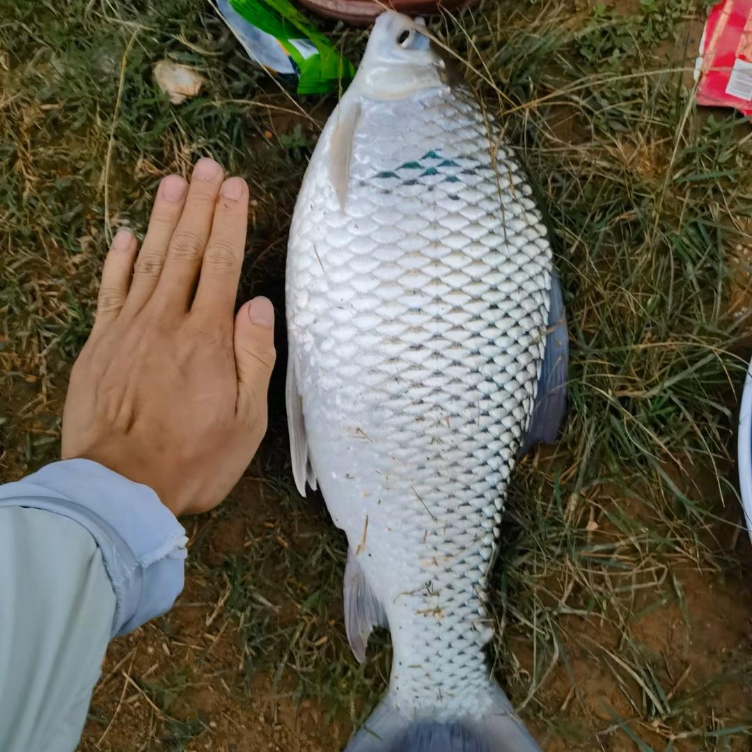 🐟生有你