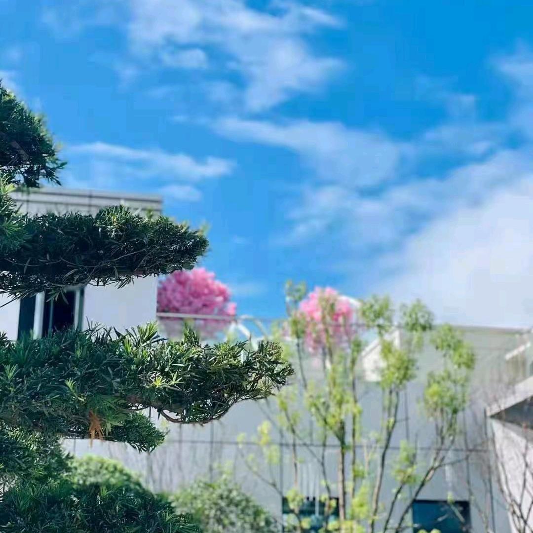 思蓝.