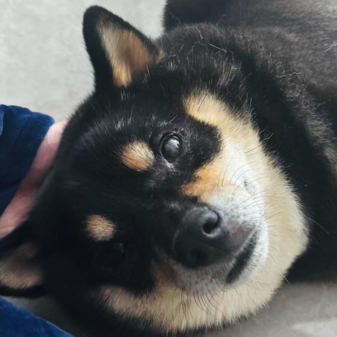 捞月亮的小鱼干（限流🀄️）