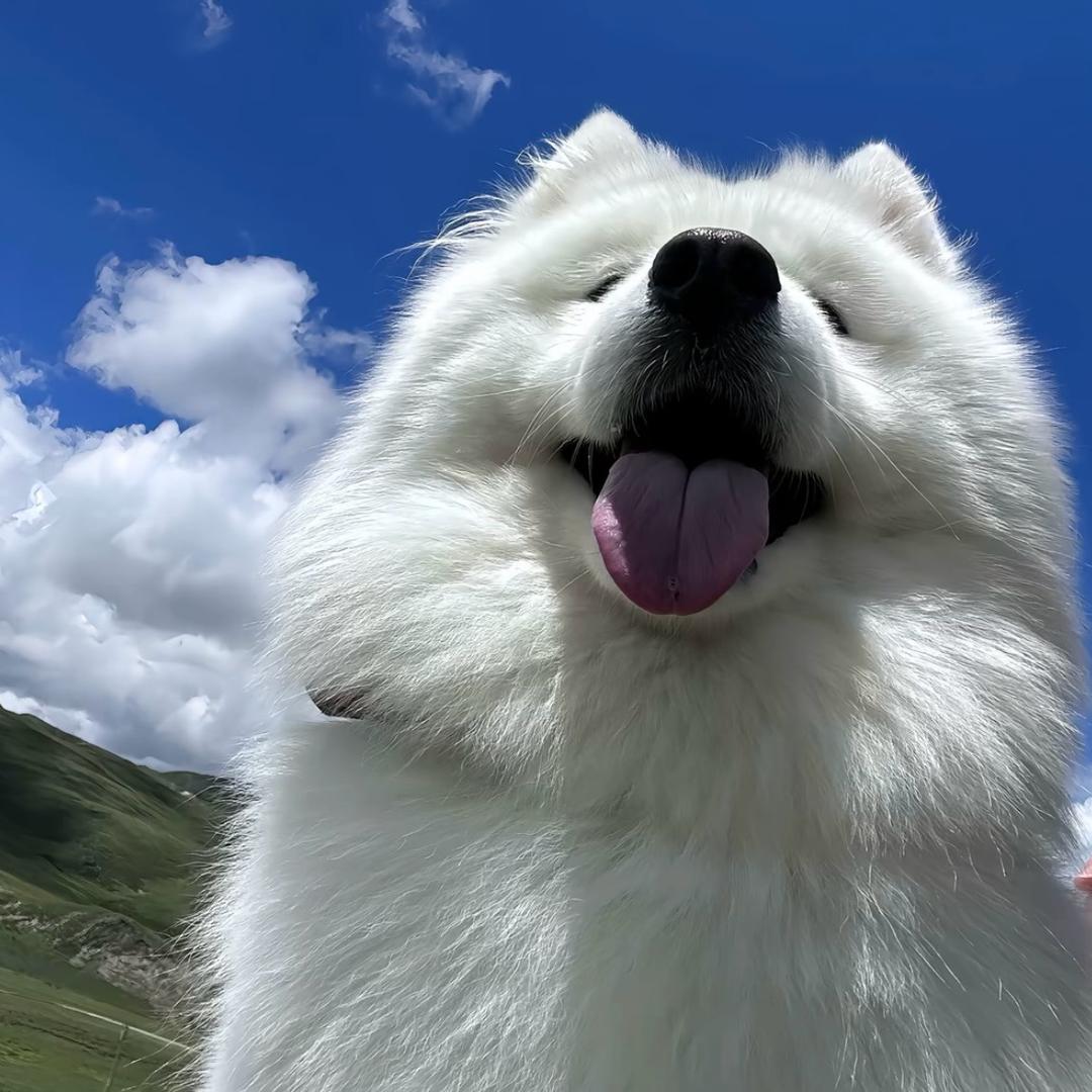如何科学养猪