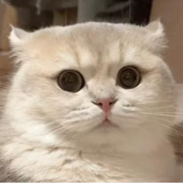 哒哒猪