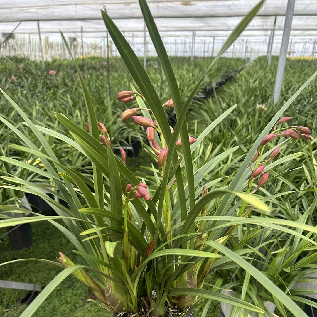 花喜蕙兰基地批发