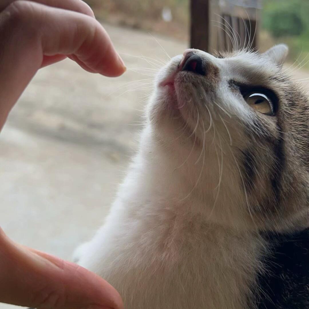 小猫哎呦（视频同款在橱窗）