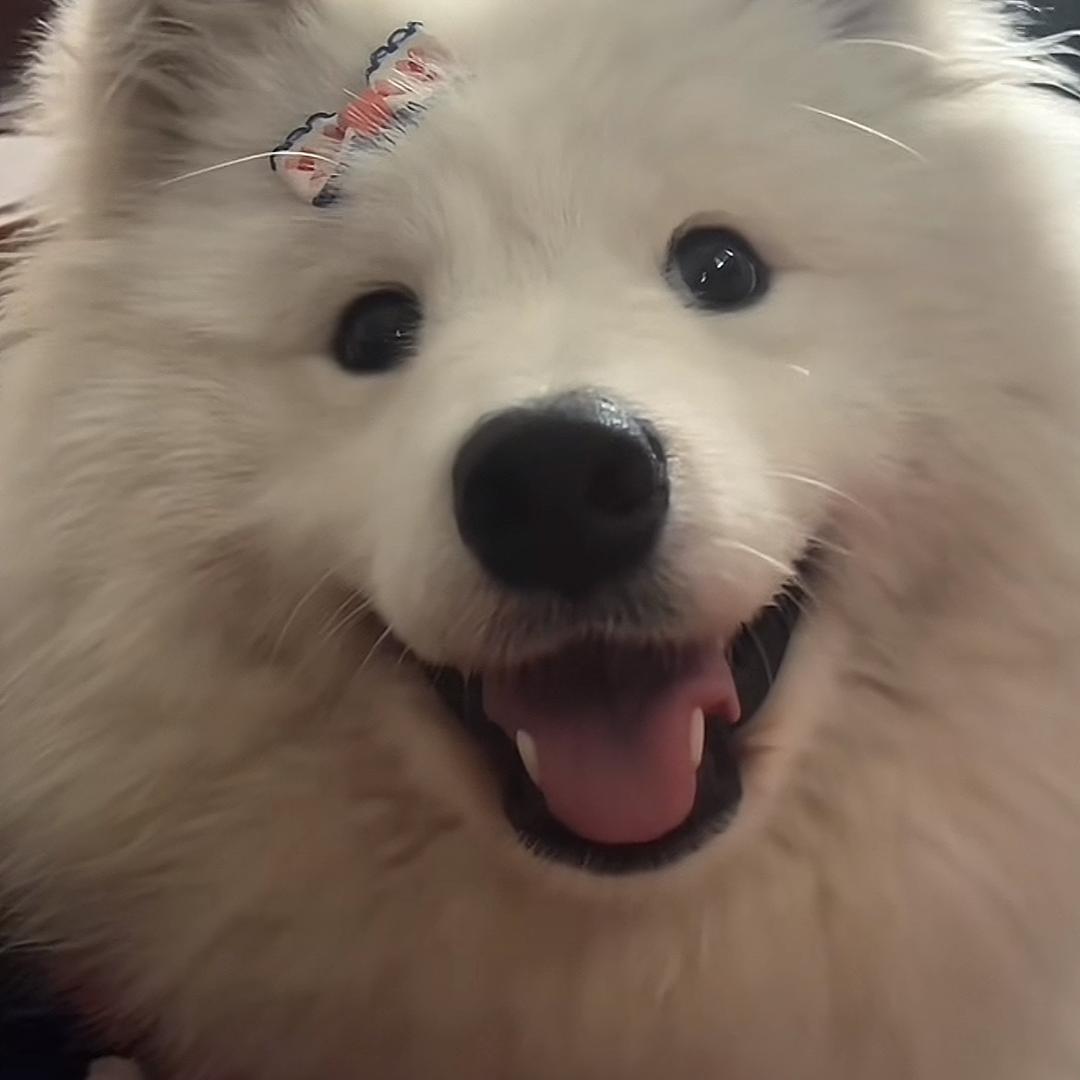 柚子.