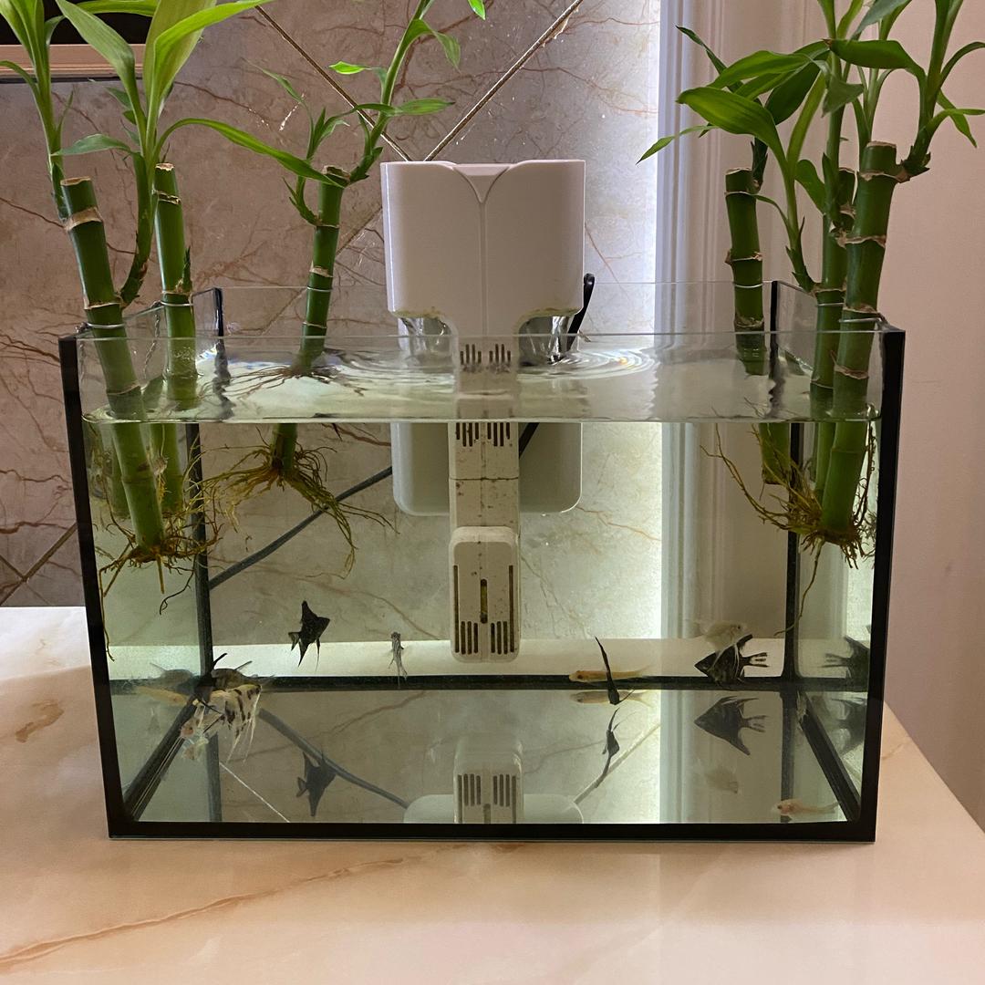 鱼龟布布