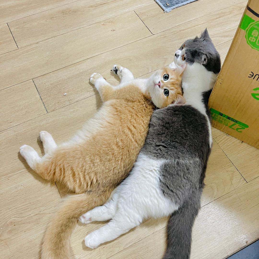 一只小叮当