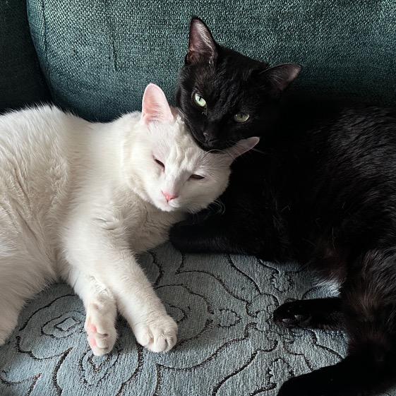 李黑不愿意玩。