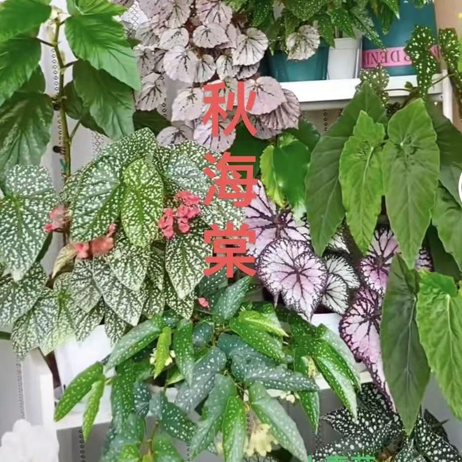 小春芽花田