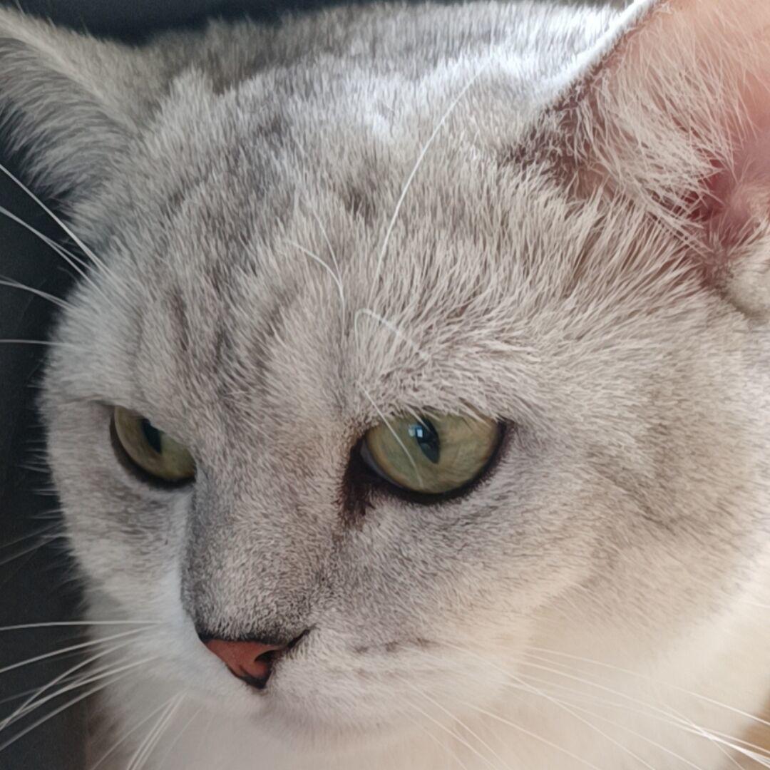 猪猪