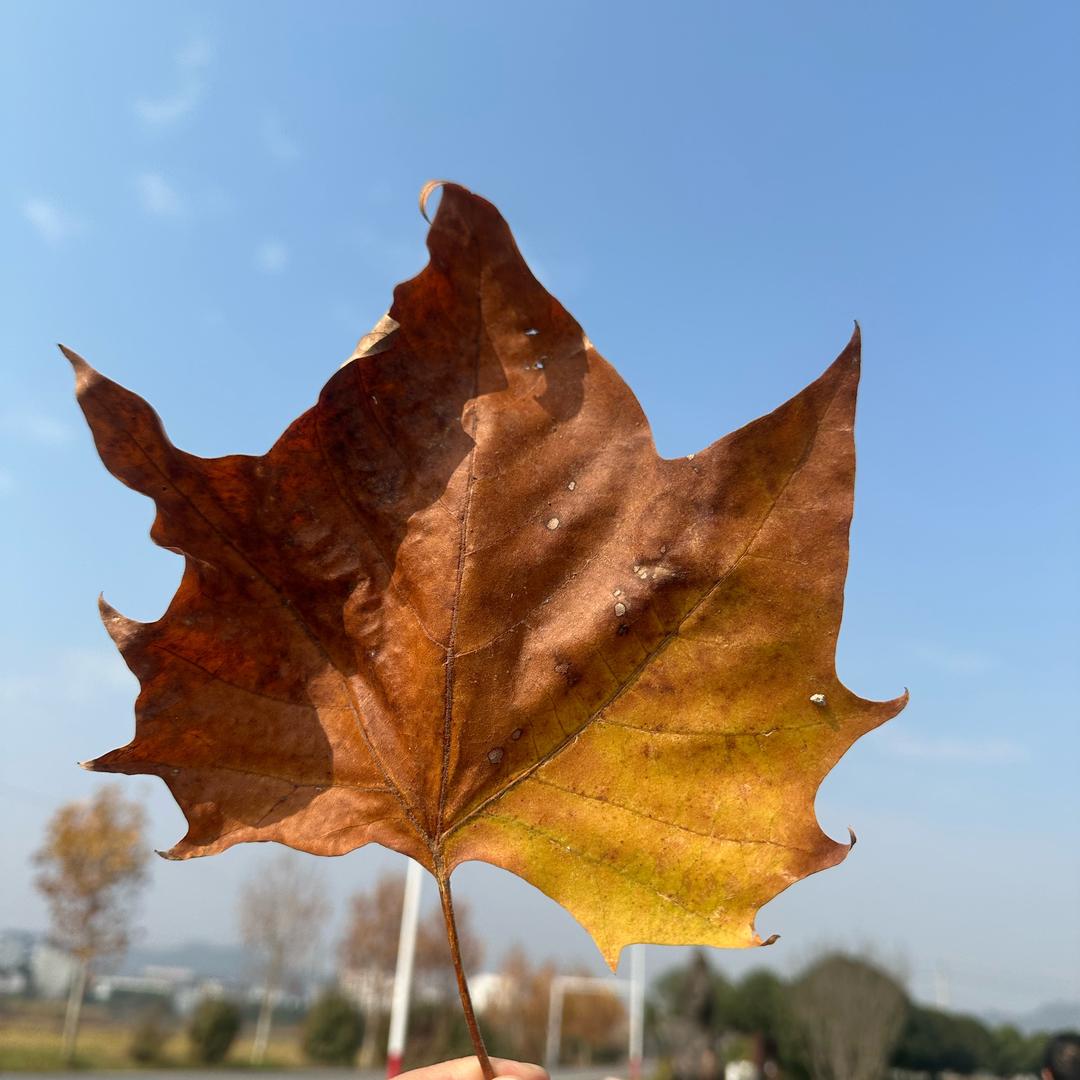 惜
