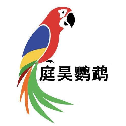 庭昊鹦鹉-巧巧