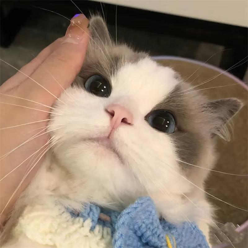 喵生驿站