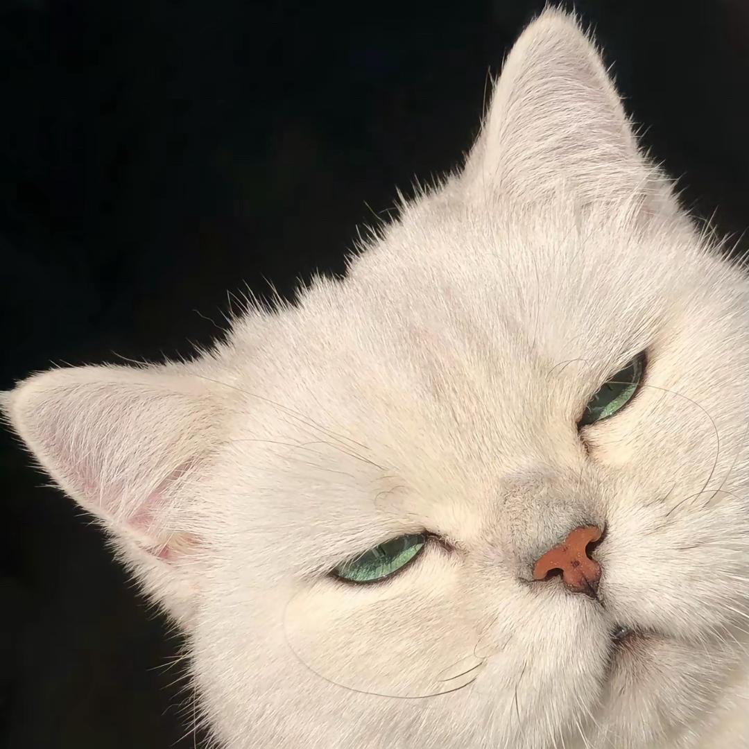 有脾气和没头脑