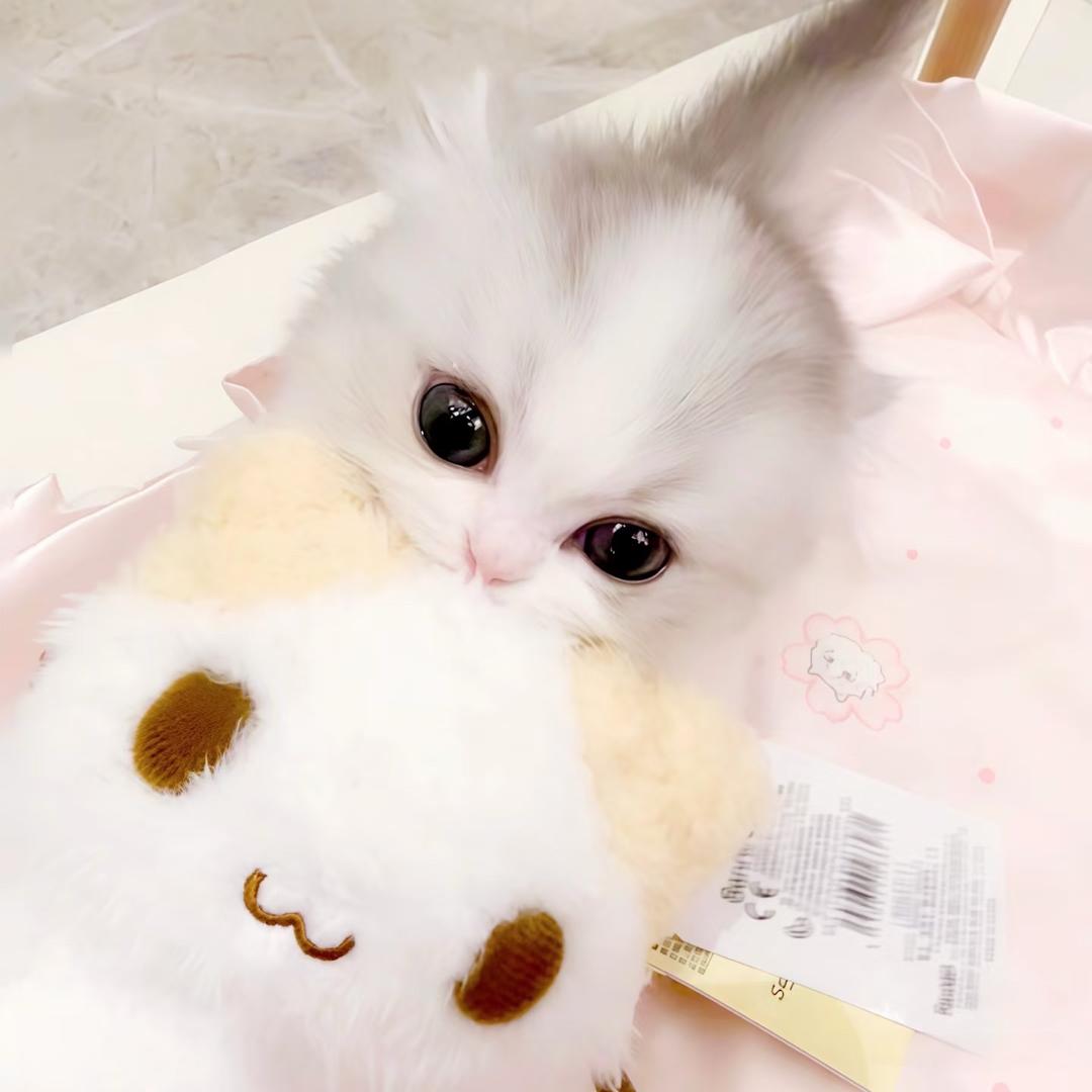 猫猫仆