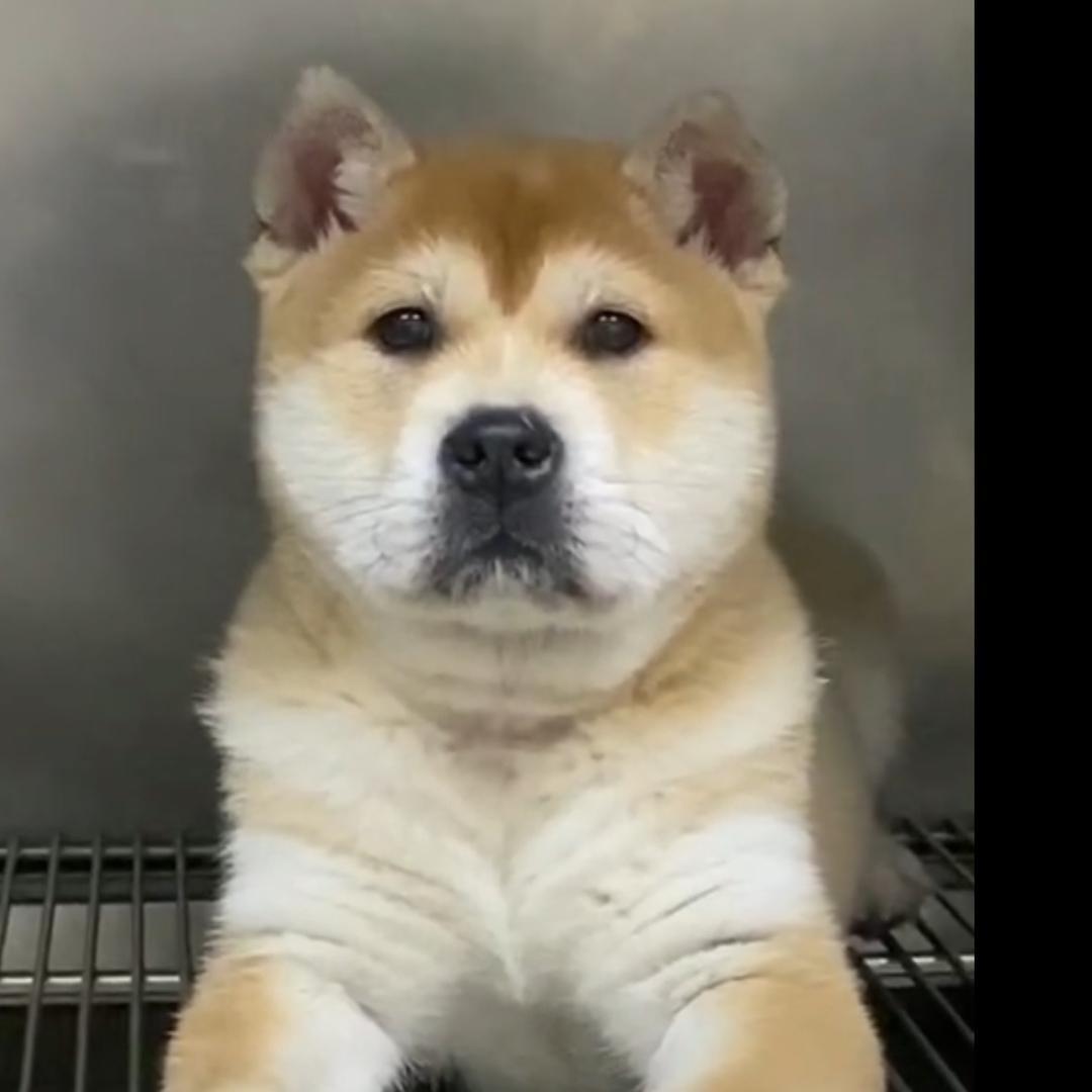 田园犬之黄狗白面