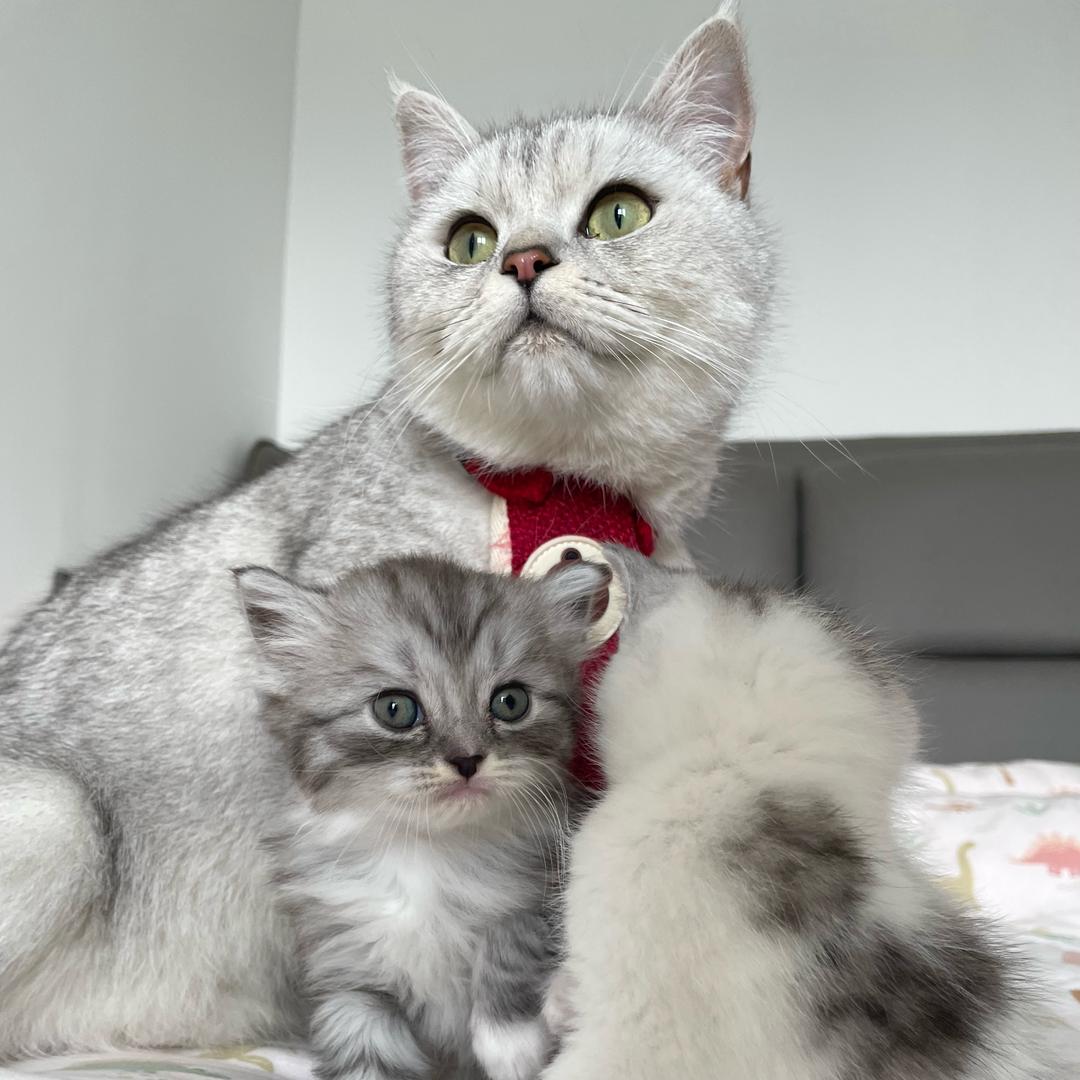 猫六六