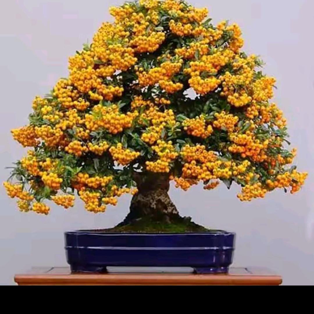轩雅缘