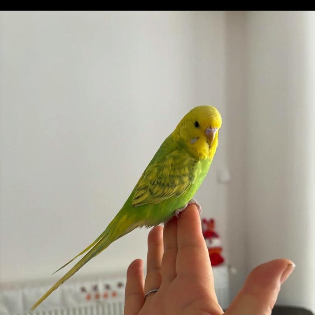 渭水鹦鹉养殖场