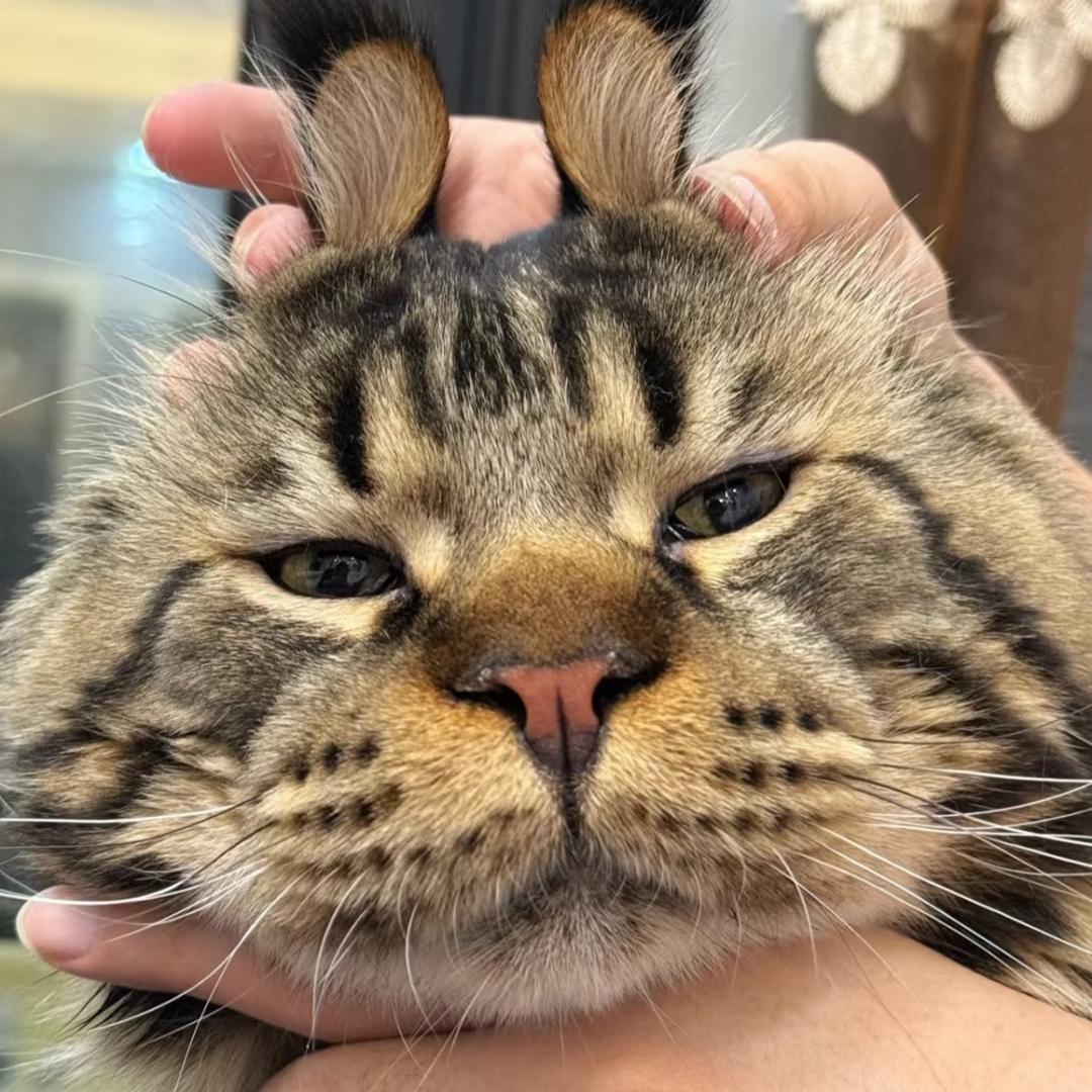 哟呸
