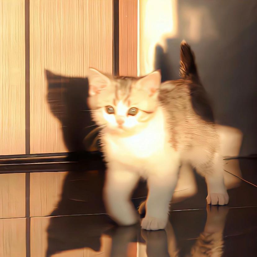 疲惫的猫