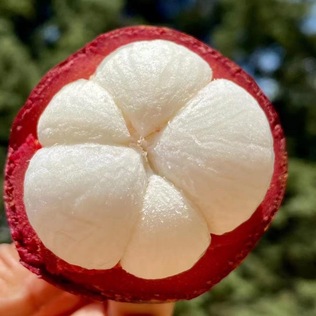 鲜果鲜严选—山竹季