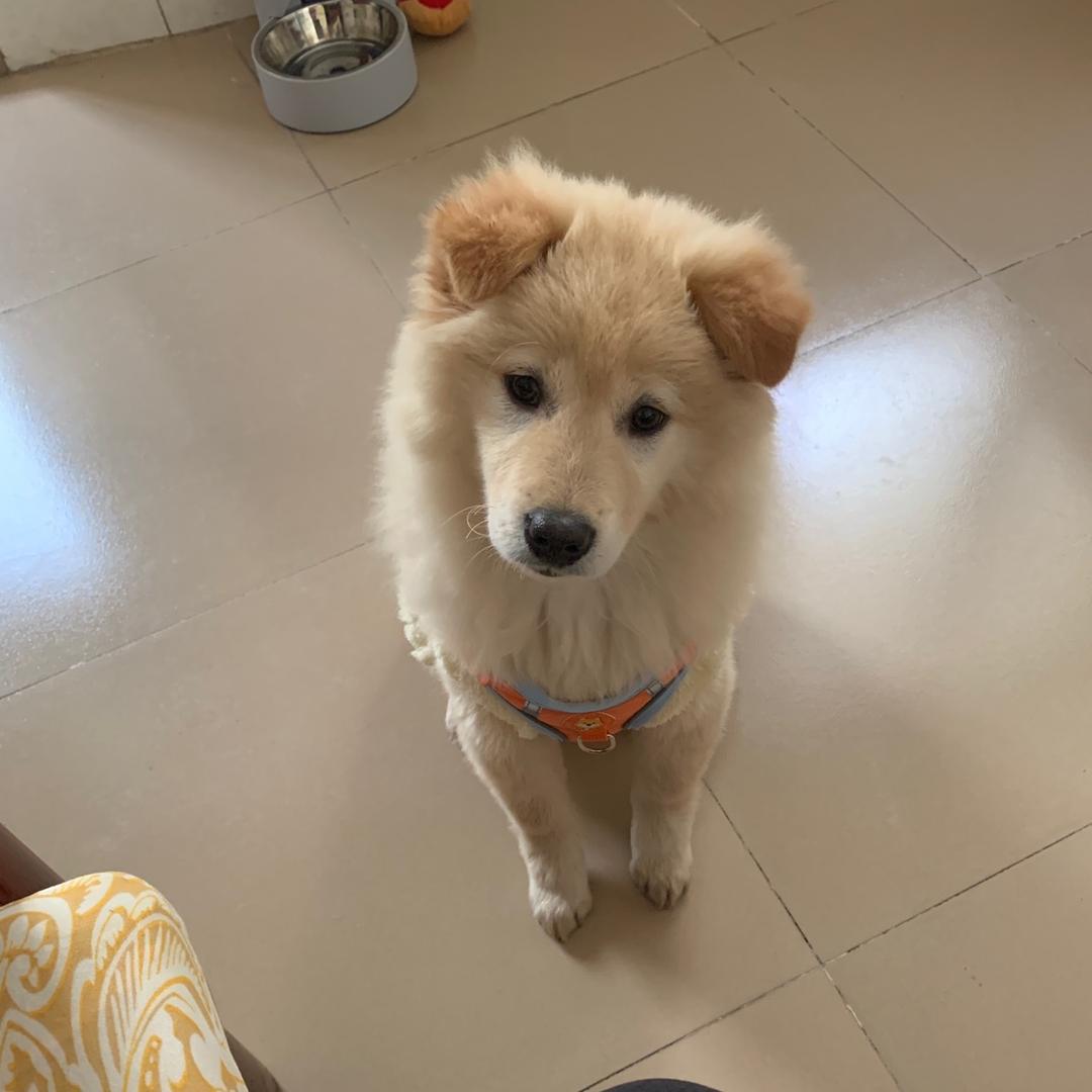 肉包买肉