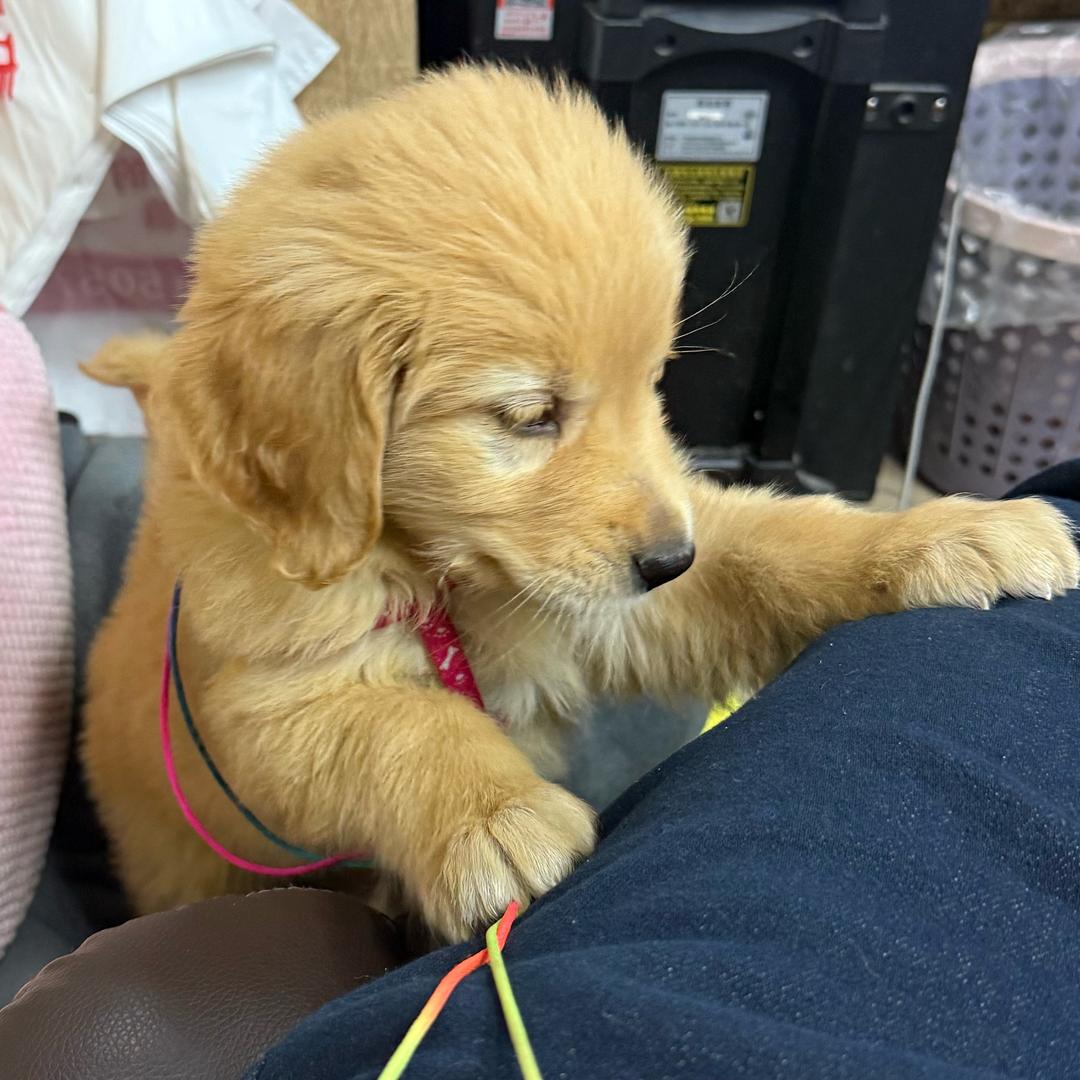 毛毛的成长日记