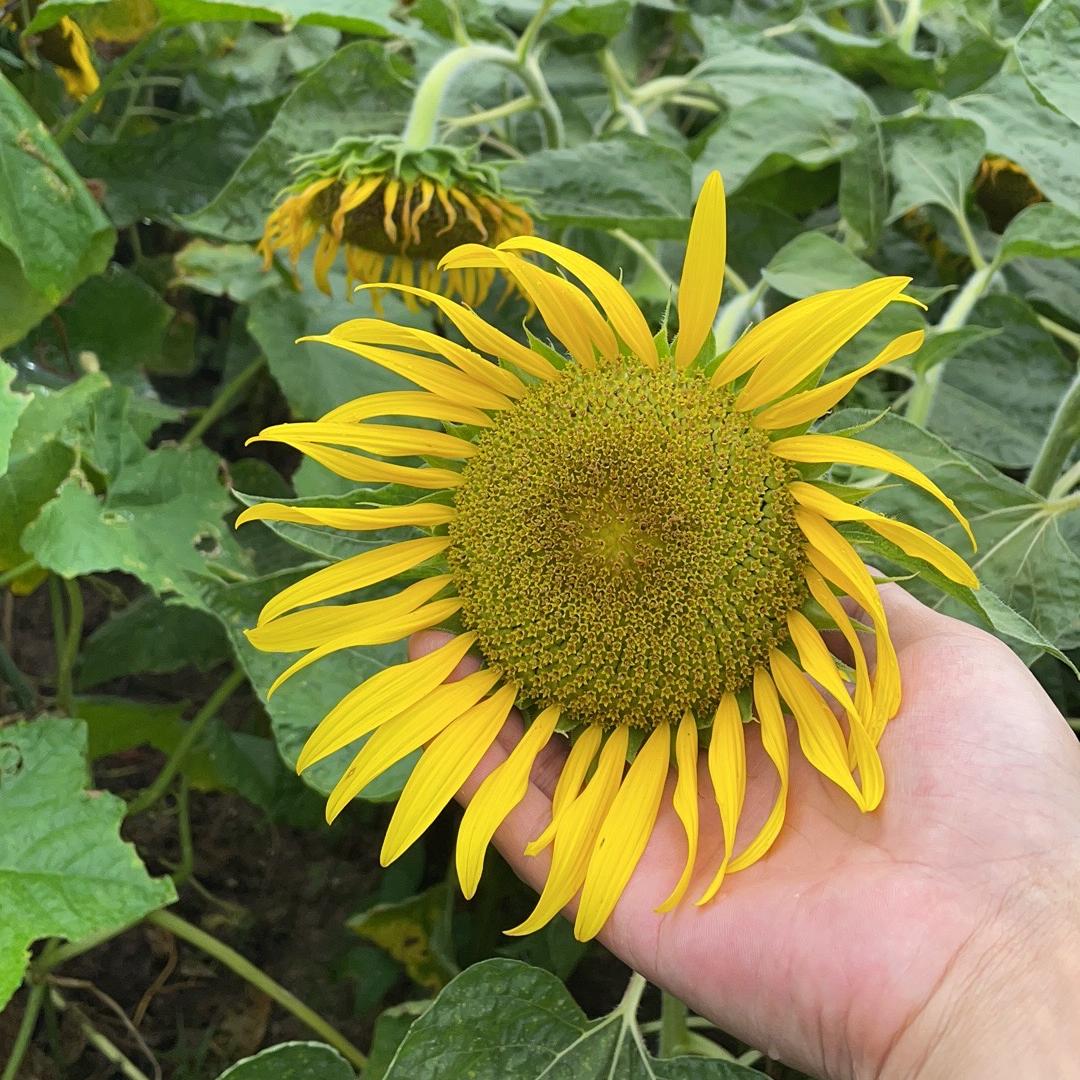 大嘴鞋服工作室1