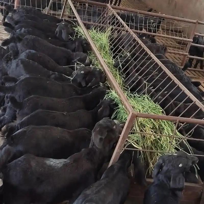 种羊养殖厂
