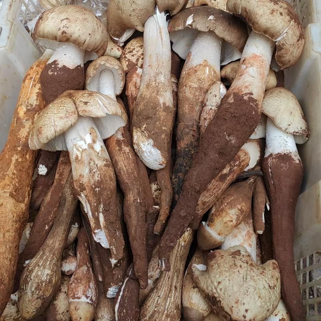 大山寻味 盐源丑苹果