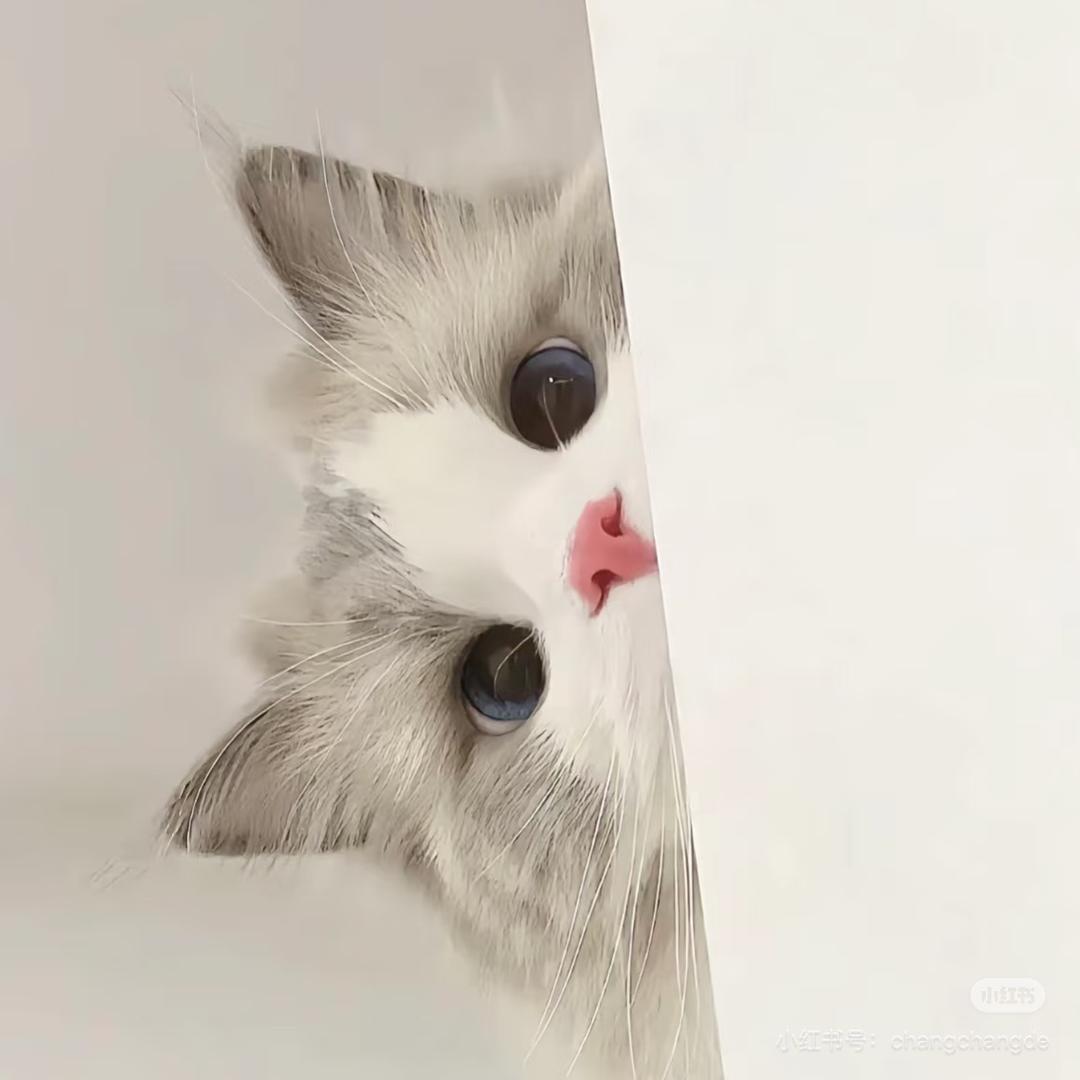 哈基喵